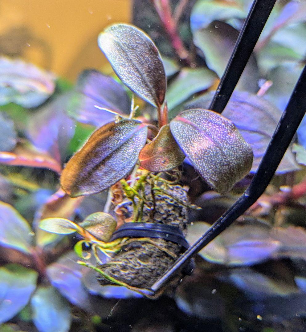 専用出品　ブセファランドラsp.Blue Melon（ブルーメロン）水上株