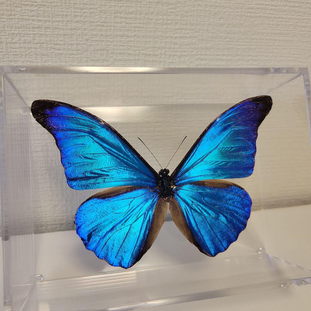 蝶の標本　熱帯ジャングルを舞う宝石(珍A)