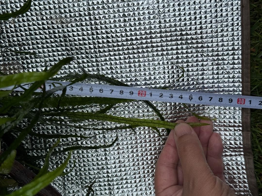 特大株 流木付 ミクロソリウム 本ナローリーフ 写真現物