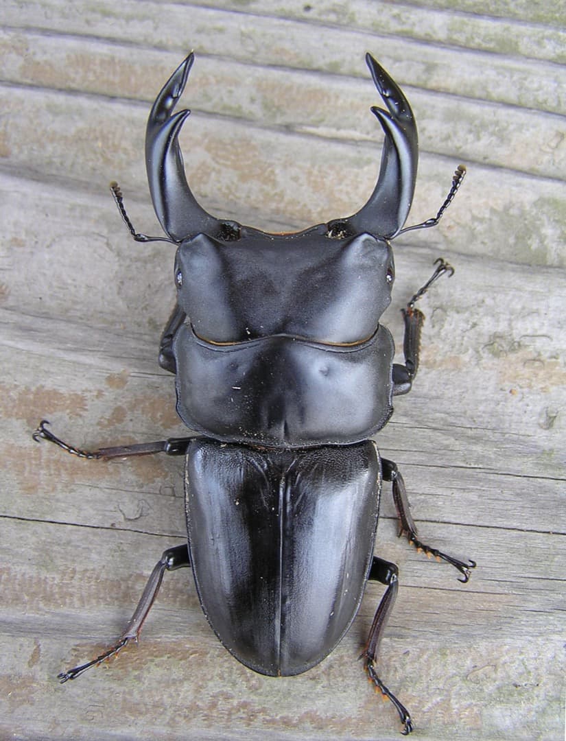 大型・美形クワガタ飼育用　BREED菌糸ビン　1500ml　20本セット／菌糸瓶