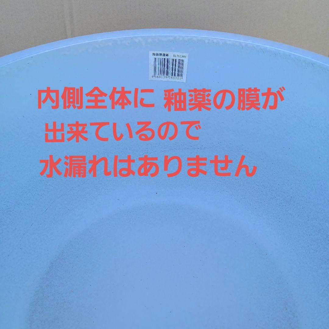 新品　特大Φ50　陶器　睡蓮鉢　メダカ鉢　難有　白　ホワイト　ルーバー高級LWH