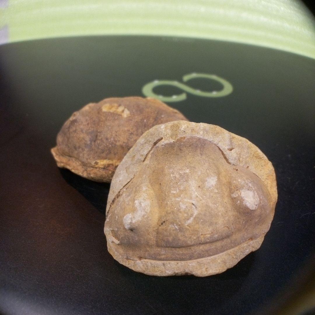 三葉虫　化石　fossil　ボリビア産　レア　Fossil識別②　２個セット