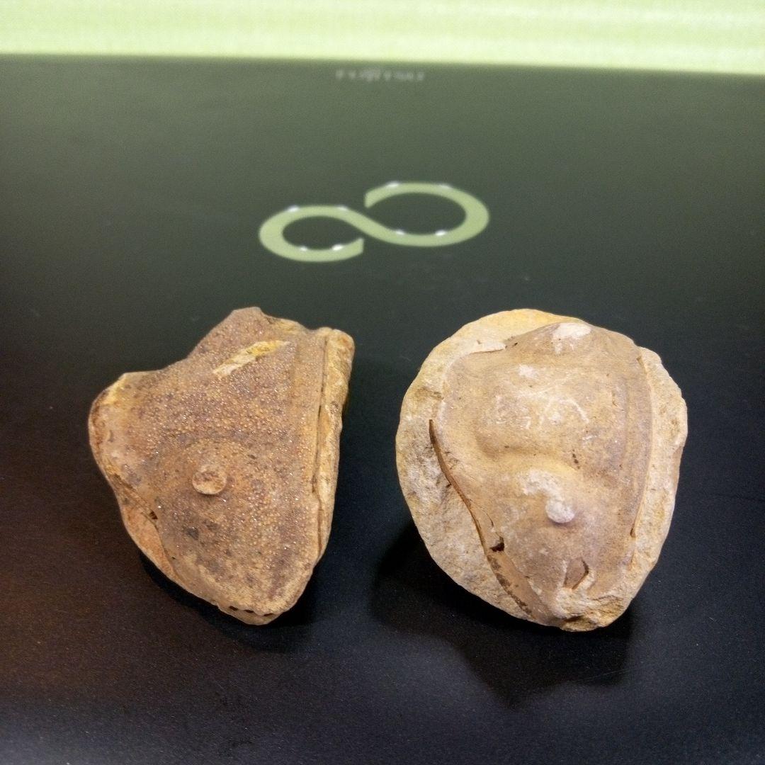 三葉虫　化石　fossil　ボリビア産　レア　Fossil識別②　２個セット