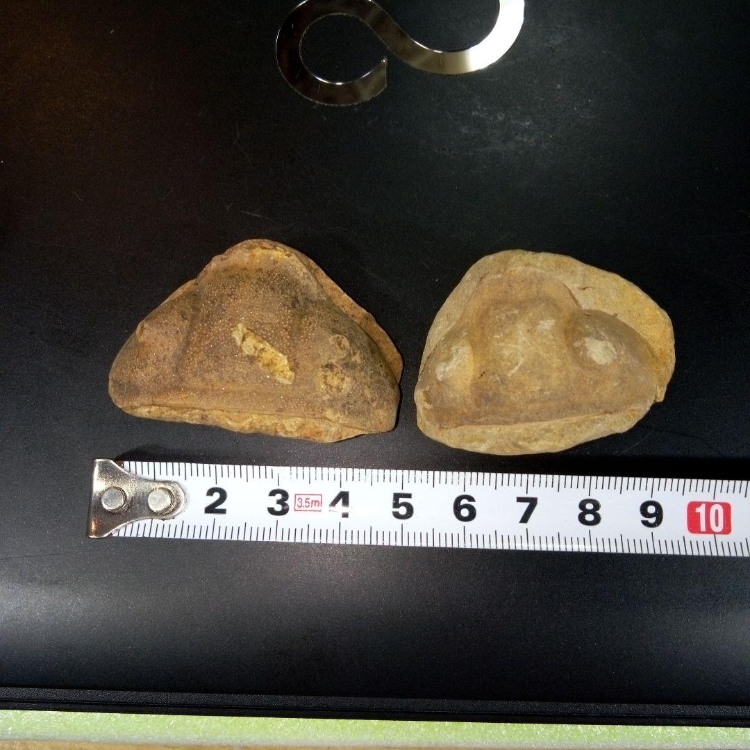 三葉虫　化石　fossil　ボリビア産　レア　Fossil識別②　２個セット