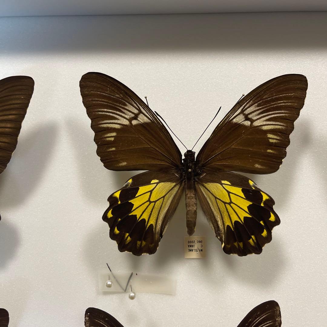 キシタアゲハ　9頭