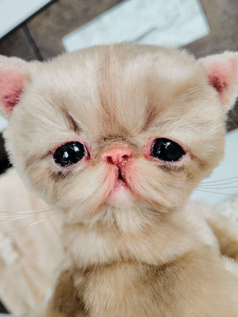 高級ファー♡エキゾチックショートヘア♡子猫のベルちゃん♡アートドール♡ぬいぐるみ