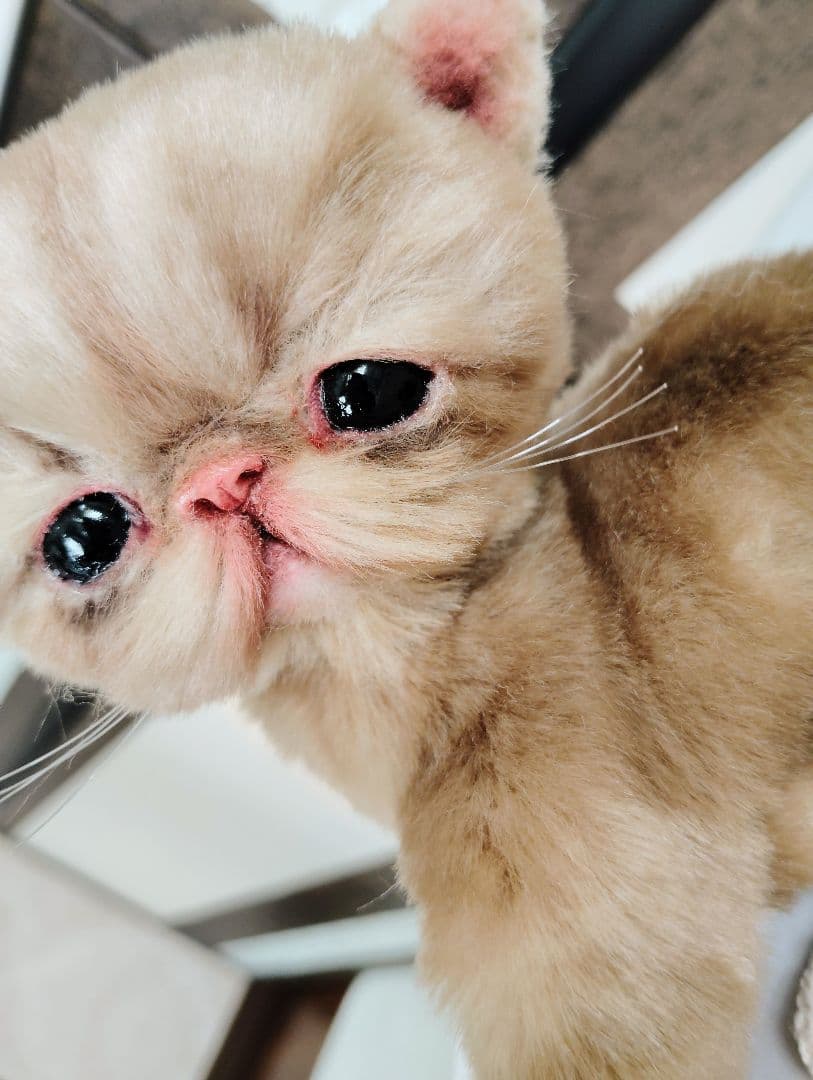 高級ファー♡エキゾチックショートヘア♡子猫のベルちゃん♡アートドール♡ぬいぐるみ