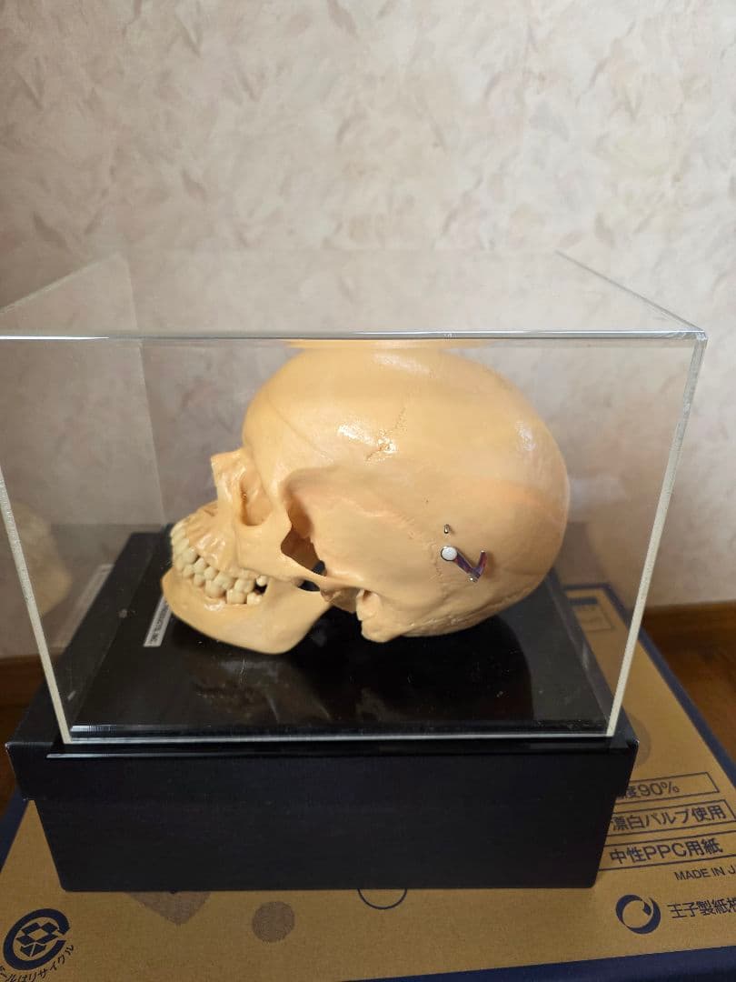 NISSIN DENTAL PRODUCTS 頭蓋骨模型 アンティーク ガイコツ