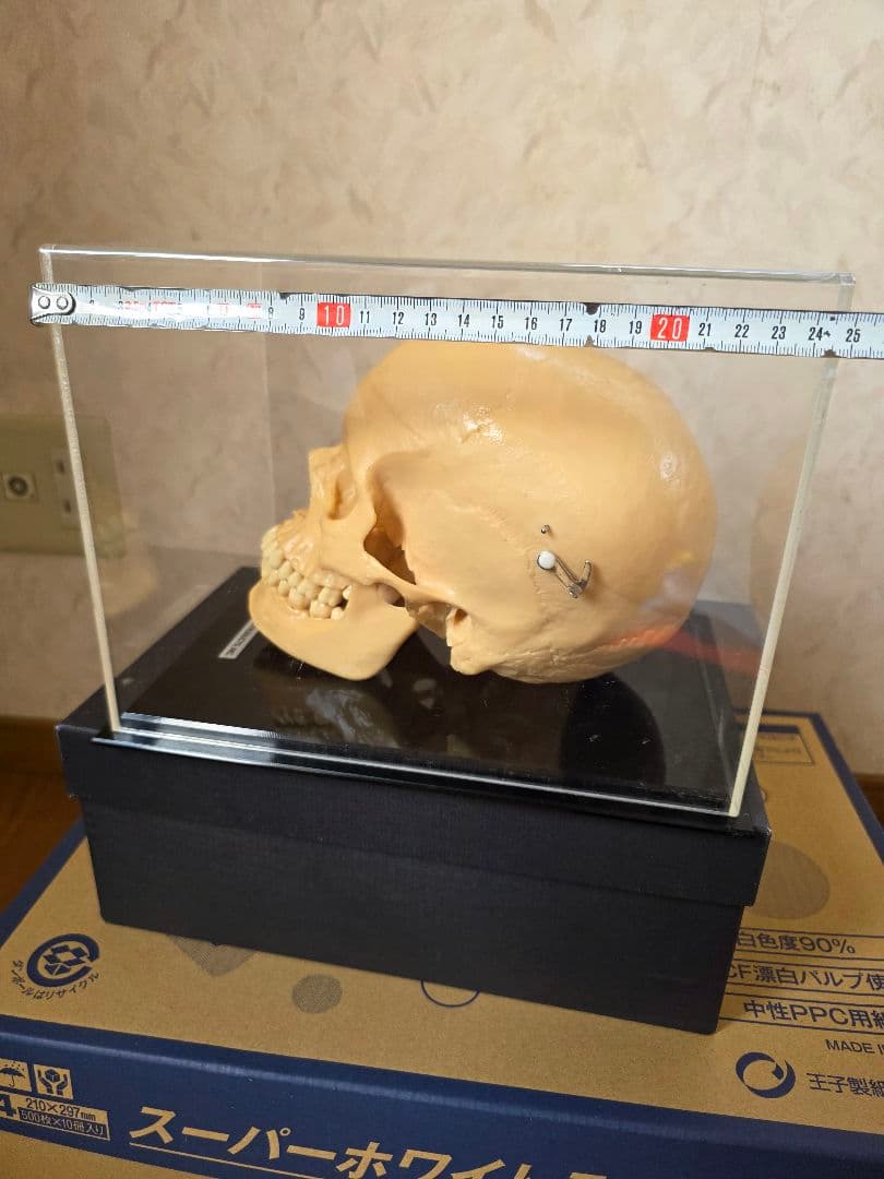 NISSIN DENTAL PRODUCTS 頭蓋骨模型 アンティーク ガイコツ