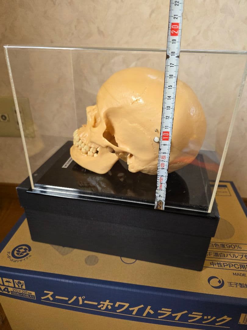 NISSIN DENTAL PRODUCTS 頭蓋骨模型 アンティーク ガイコツ