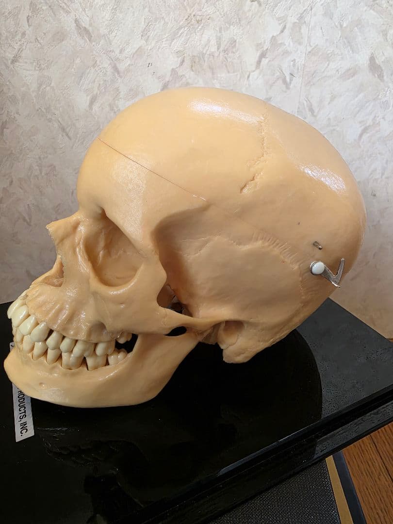 NISSIN DENTAL PRODUCTS 頭蓋骨模型 アンティーク ガイコツ
