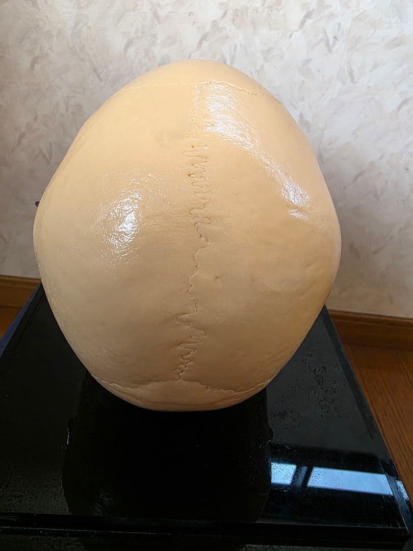 NISSIN DENTAL PRODUCTS 頭蓋骨模型 アンティーク ガイコツ