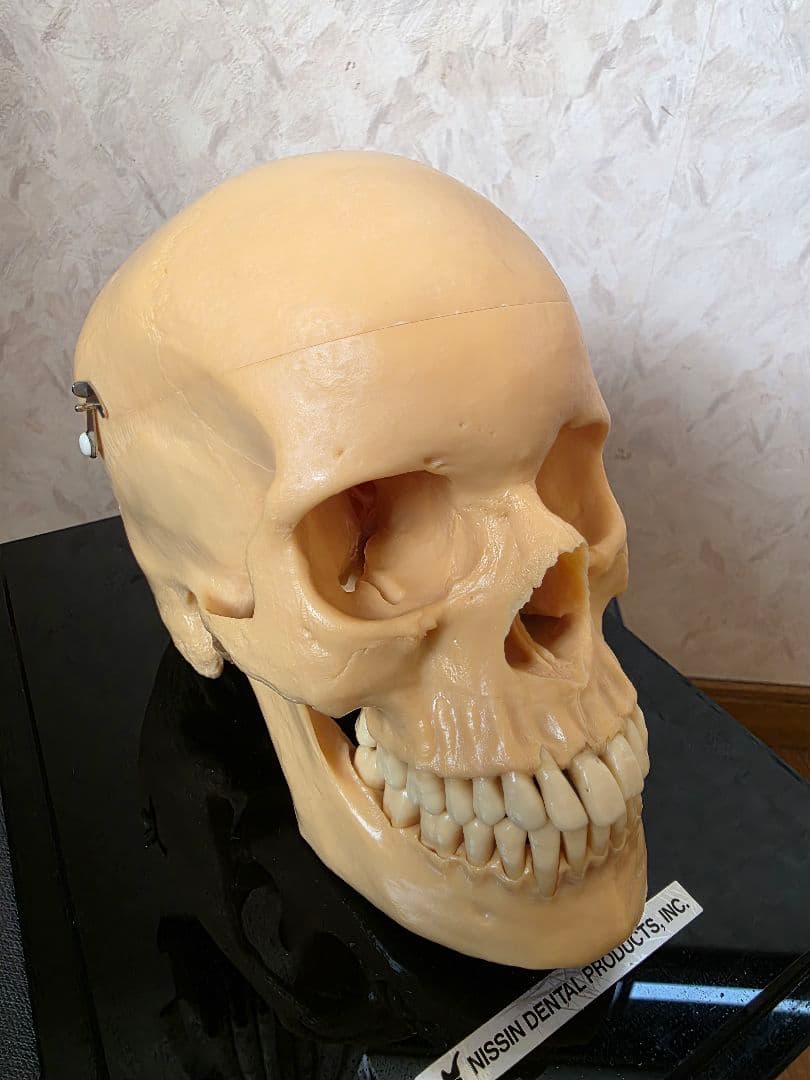 NISSIN DENTAL PRODUCTS 頭蓋骨模型 アンティーク ガイコツ