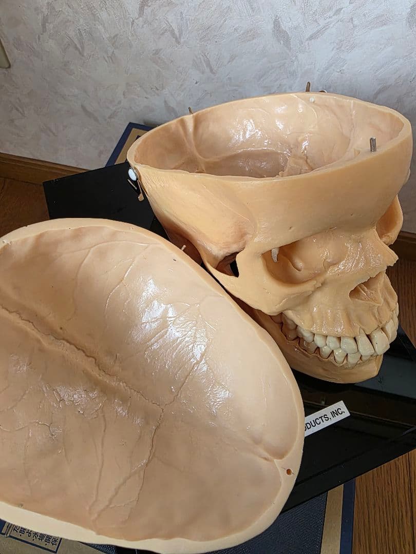 NISSIN DENTAL PRODUCTS 頭蓋骨模型 アンティーク ガイコツ