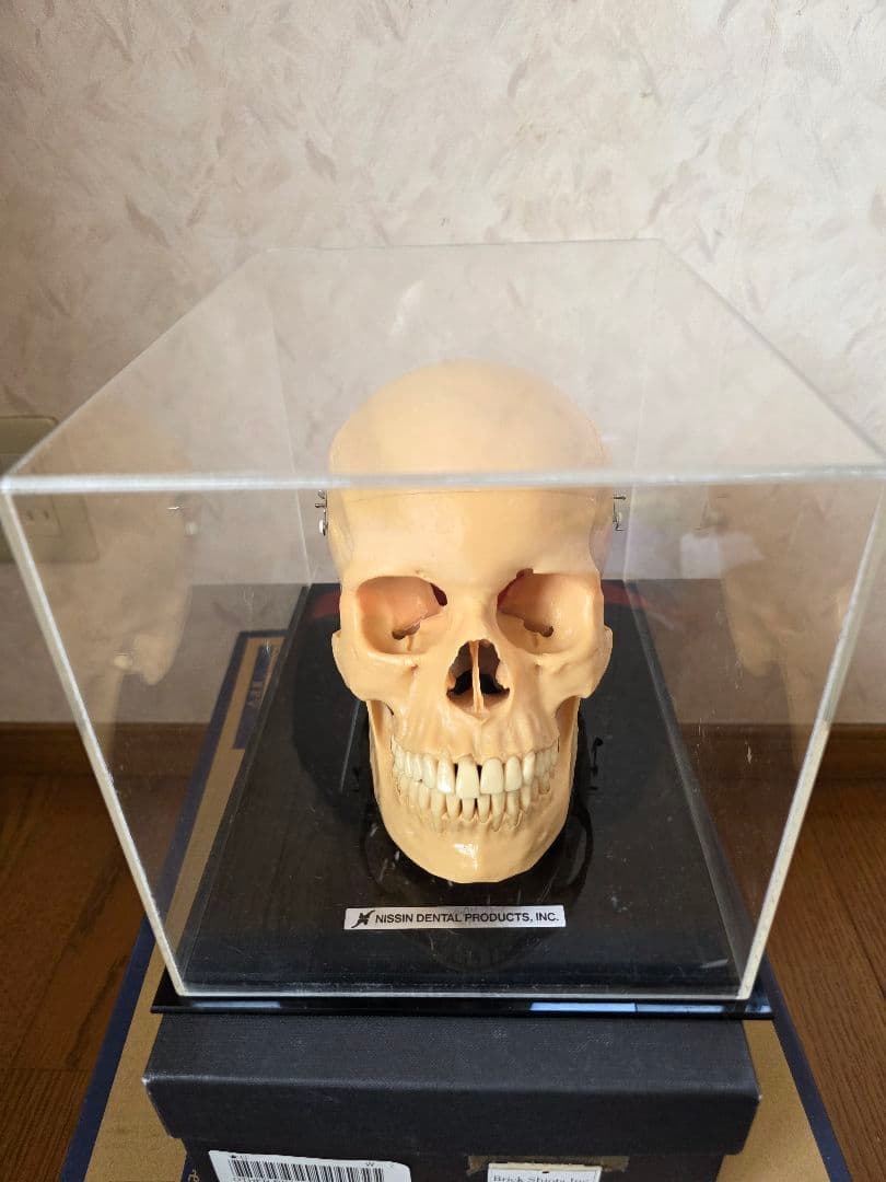 NISSIN DENTAL PRODUCTS 頭蓋骨模型 アンティーク ガイコツ