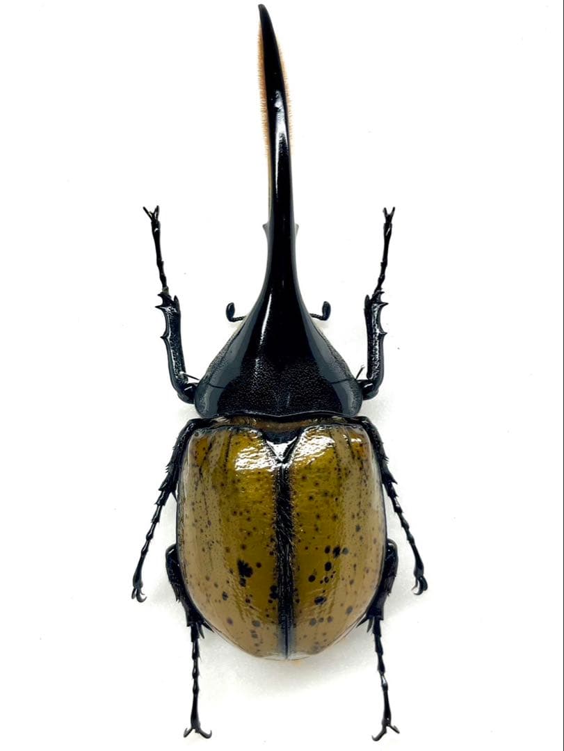 ヘラクレス・パスコアリ　標本　139mm