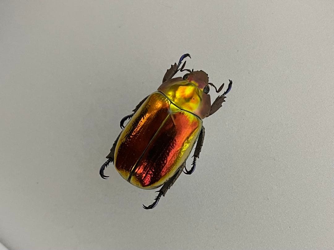 【超激レア個体！】 Chrysina aurigans 標本 プラチナコガネ