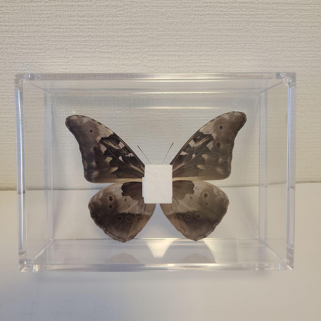 蝶の標本　熱帯ジャングルを舞う宝石(珍珍A)