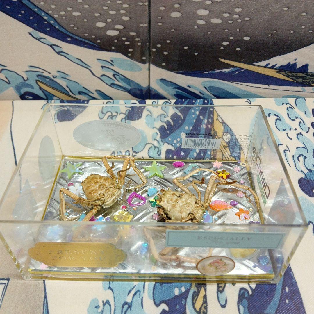 稀少平家怨霊讃岐國屋島檀ノ浦長門國下関壇之浦源平合戦凹凸立体平家蟹鬼面蟹標本飾り