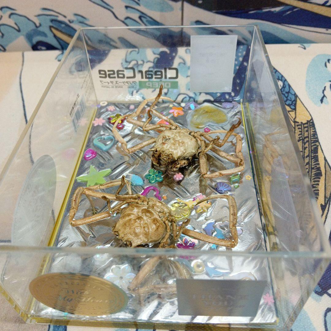 稀少平家怨霊讃岐國屋島檀ノ浦長門國下関壇之浦源平合戦凹凸立体平家蟹鬼面蟹標本飾り
