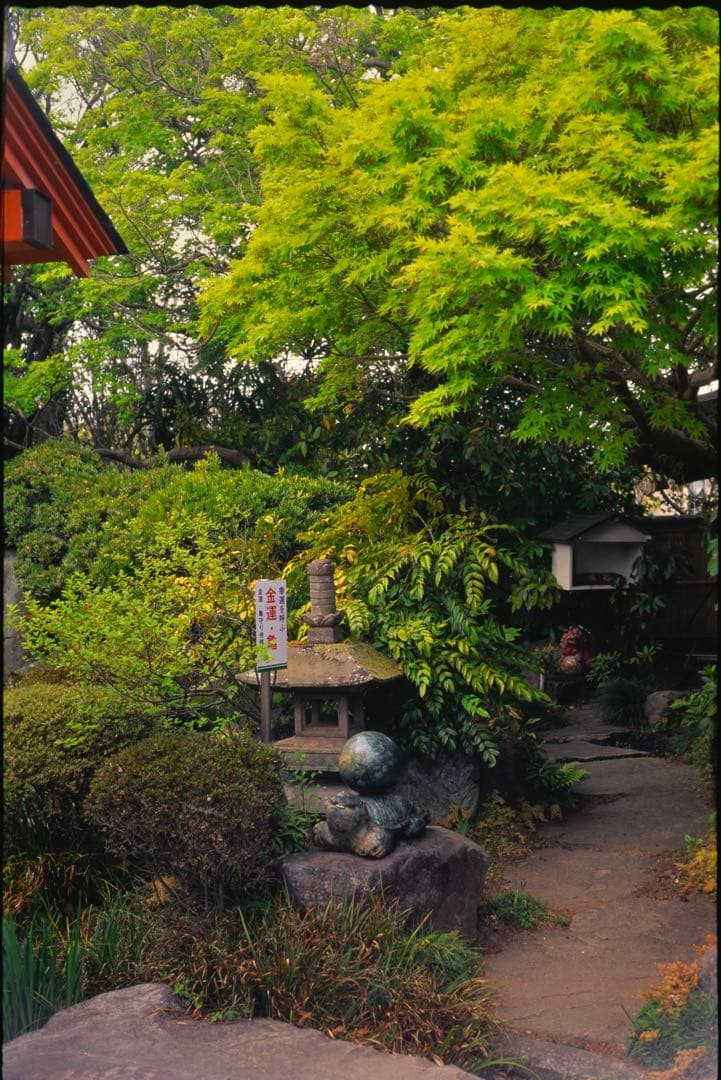 実働 作例あり agfa karat 50mm f2.0付