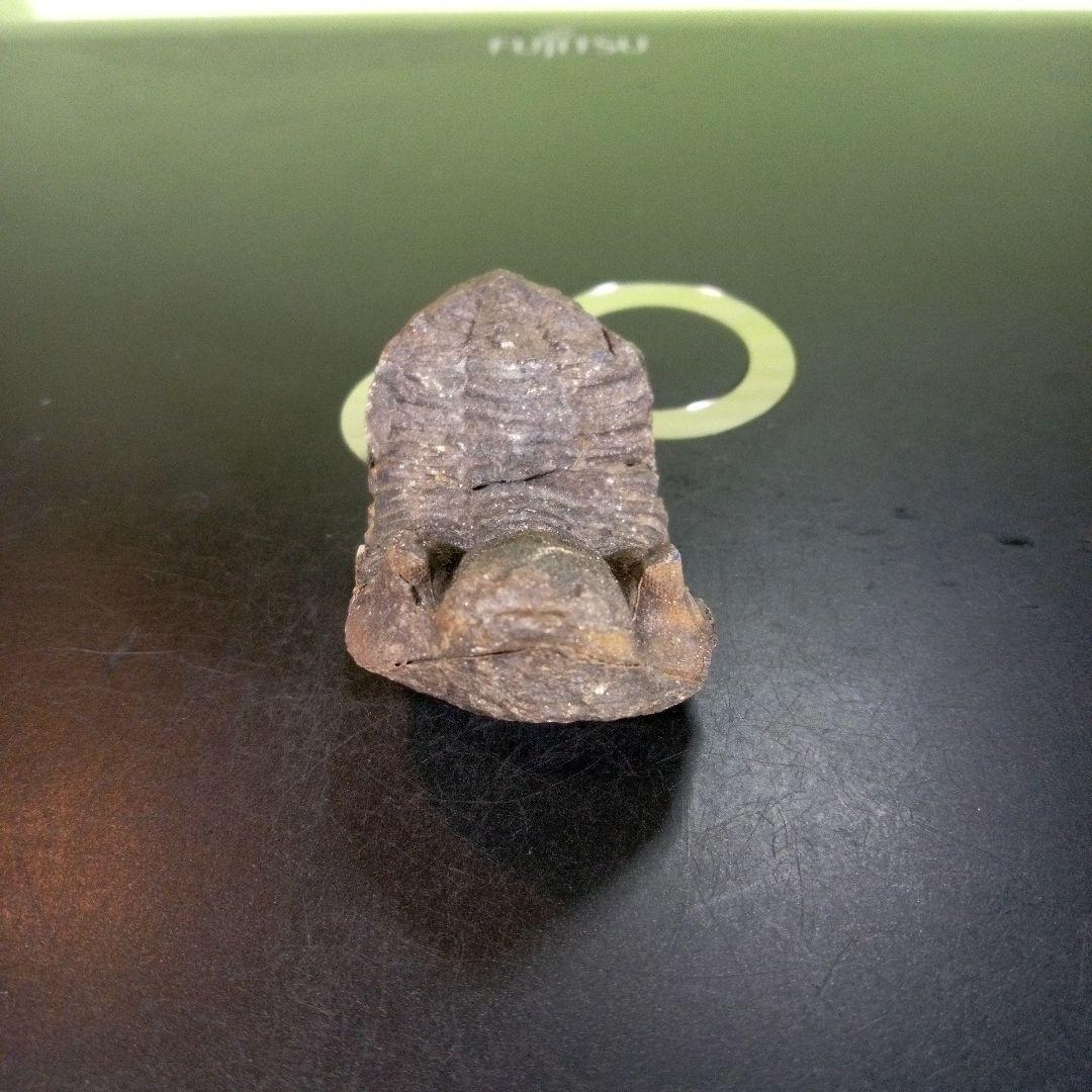 三葉虫　化石　ボリビア産　南アメリカ　trilobite　南米産fossil①