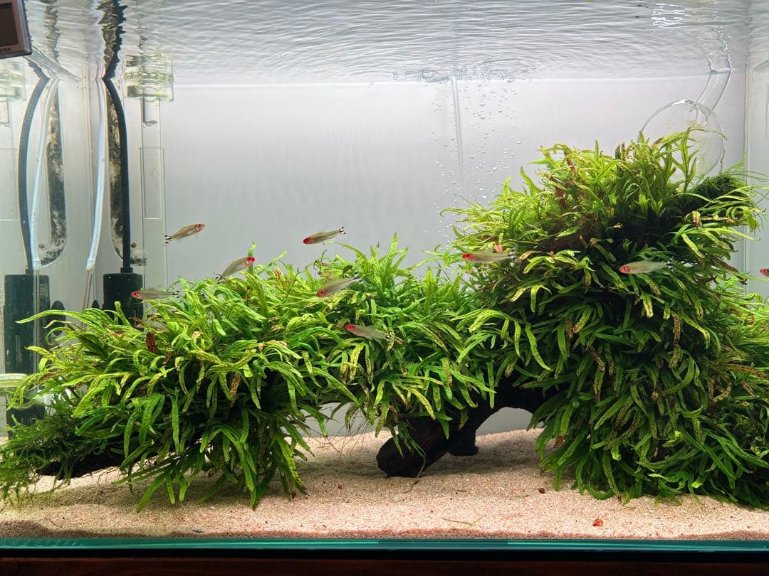 ADA ミクロソリウム トライデント 活着済 流木