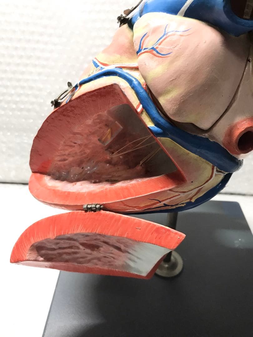 心臓構造模型A型 京都科学♡