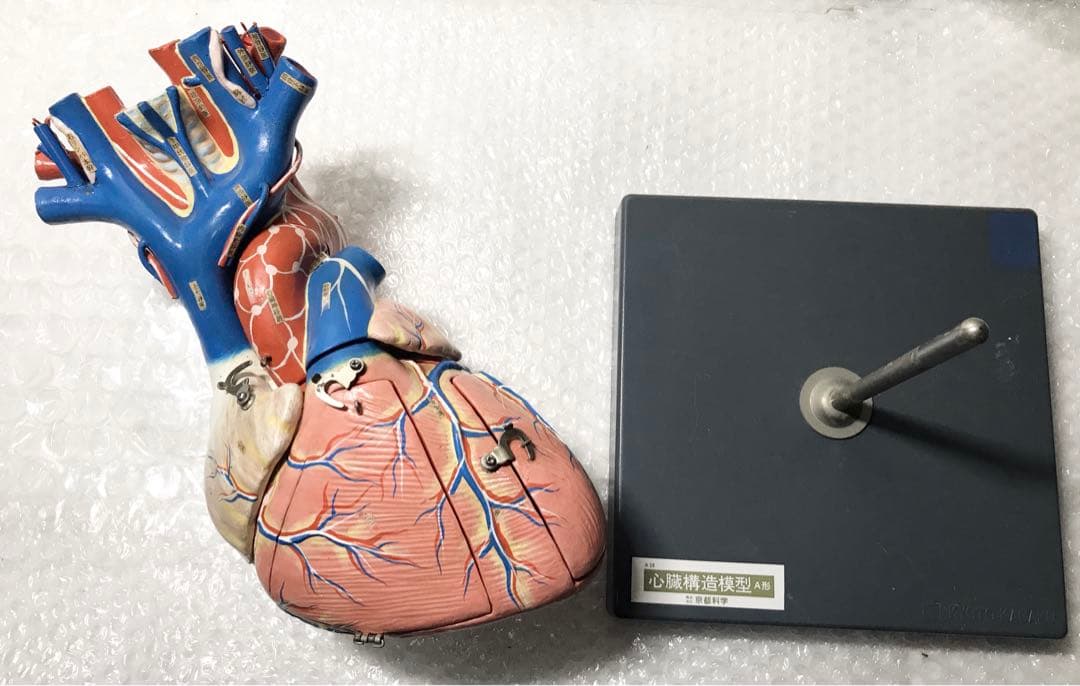 心臓構造模型A型 京都科学♡