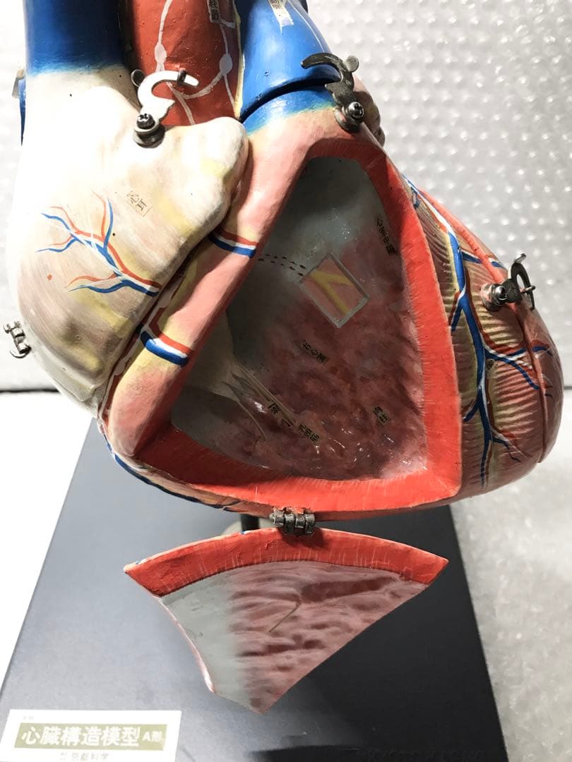 心臓構造模型A型 京都科学♡