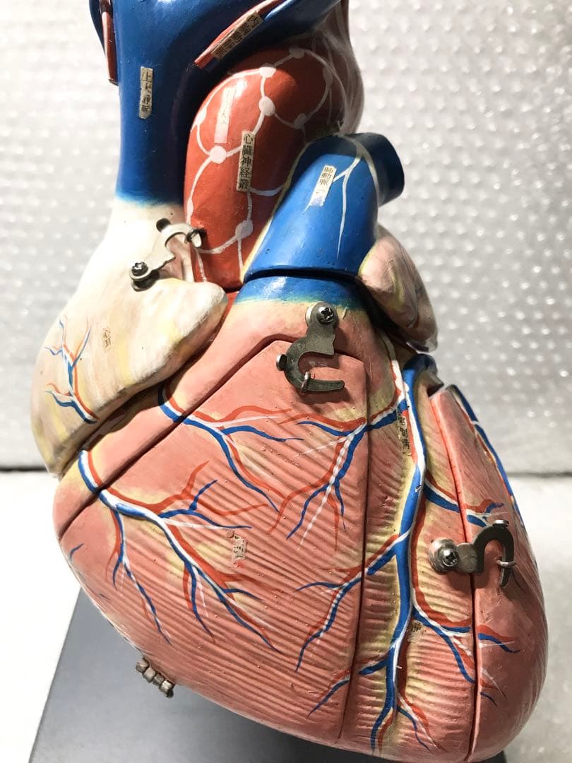 心臓構造模型A型 京都科学♡