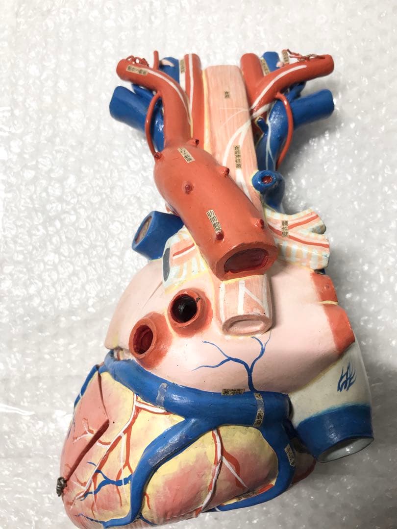 心臓構造模型A型 京都科学♡