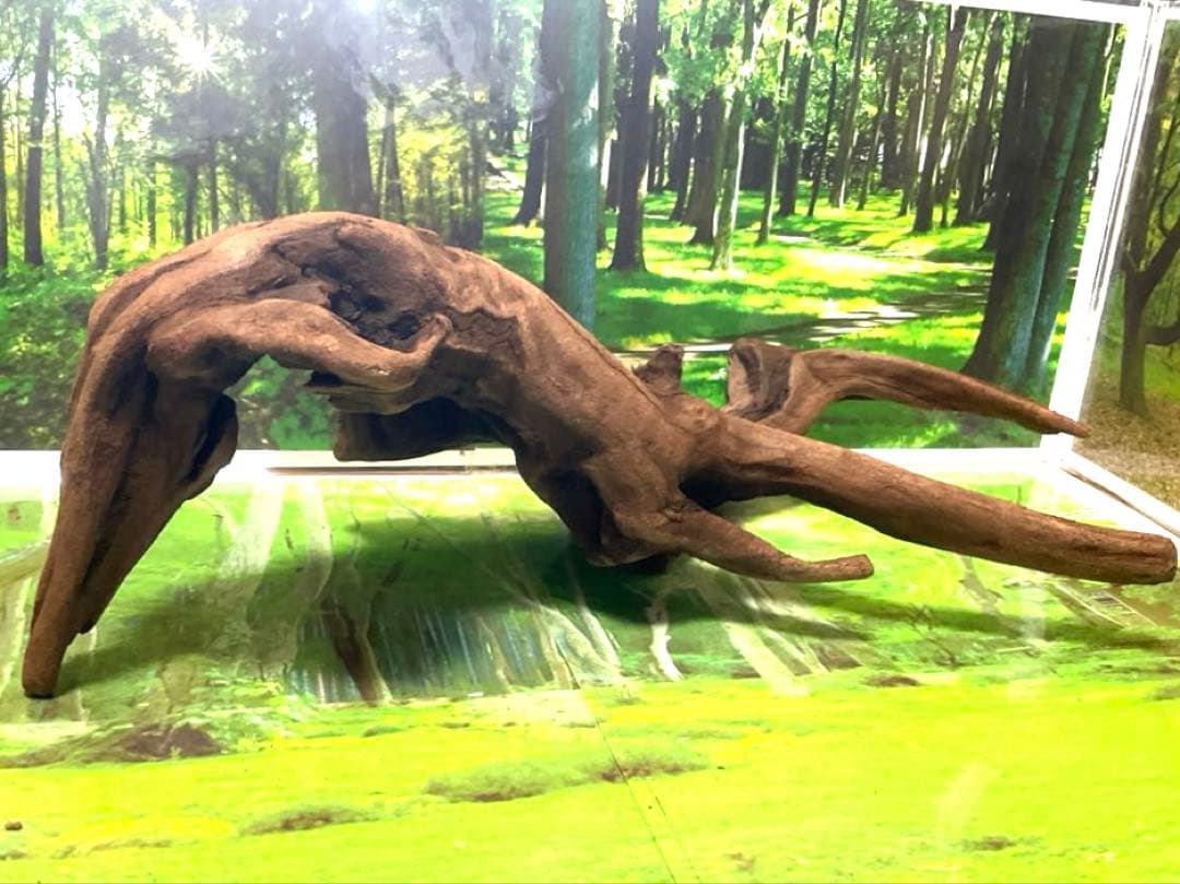 ココタルト　3点♪大ツノ2本のイケメン大型ホーンウッド等