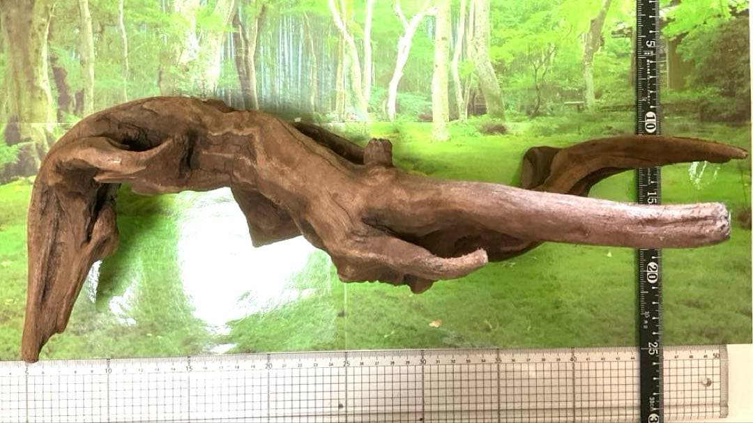 ココタルト　3点♪大ツノ2本のイケメン大型ホーンウッド等