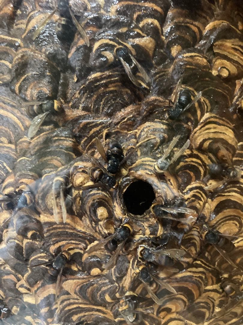 スズメバチの巣