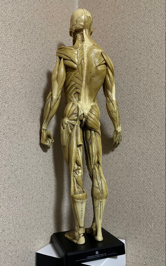 Anatomy Tools ANATOMY 男性 女性 人体模型 アナトミー