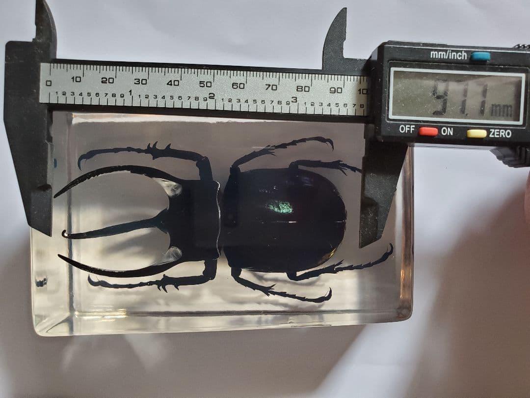 コーカサスオオカブト　ウェイト