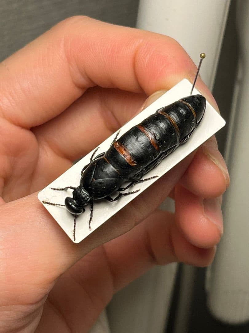 【36mm】ツチハンミョウ モロッコ産 オサムシマイマイカブリ 昆虫標本