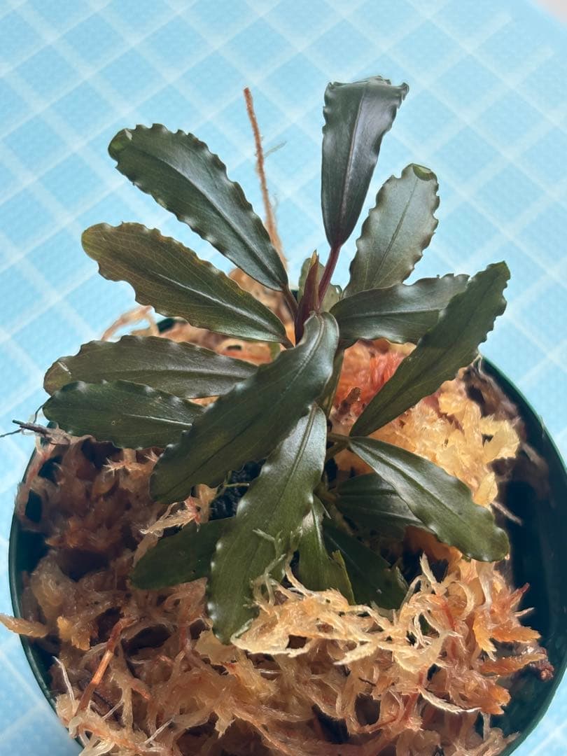 て*ん様 ブセファランドラspオーロラ