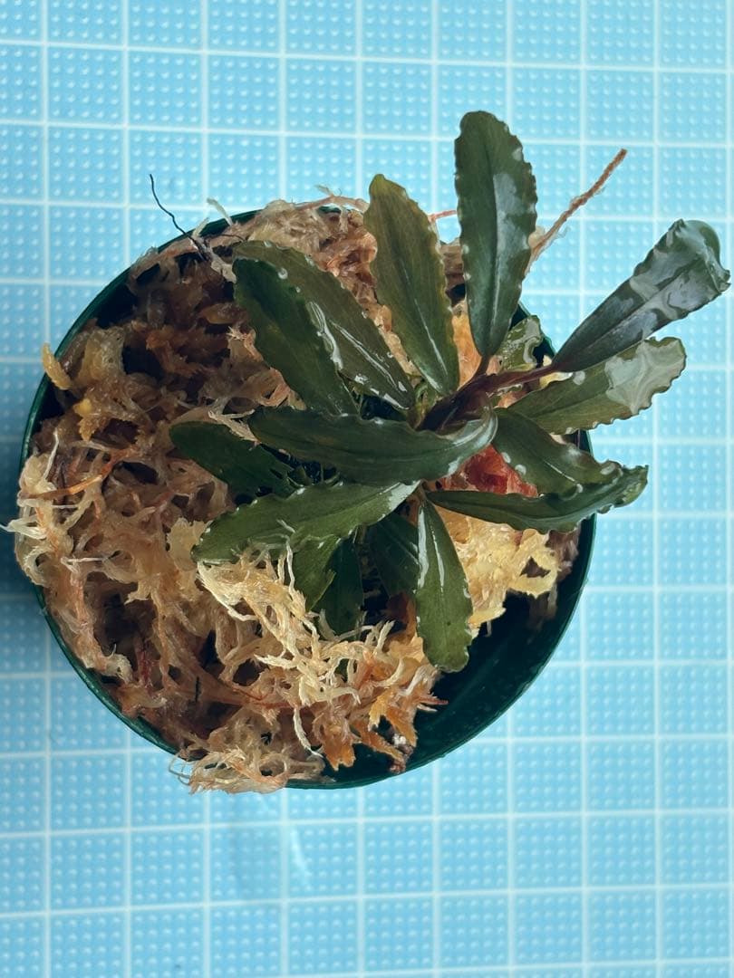 て*ん様 ブセファランドラspオーロラ