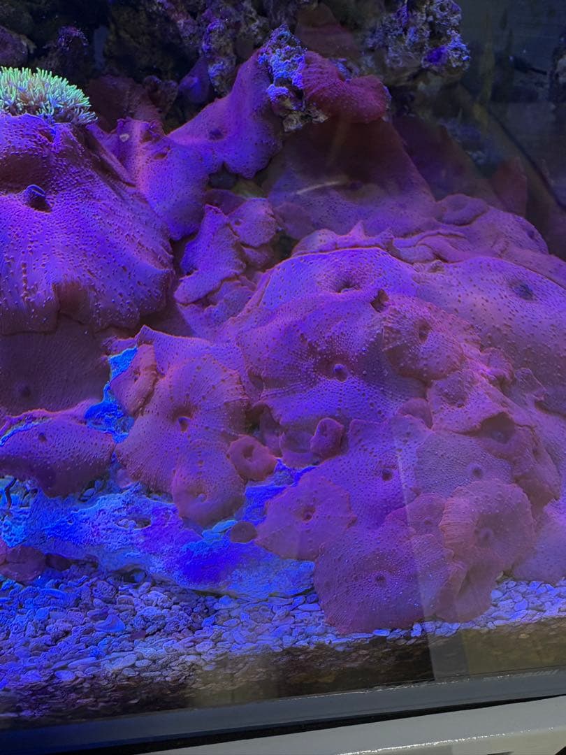 ディスクコーラルレッド　ライブロックつき ポリプ20個