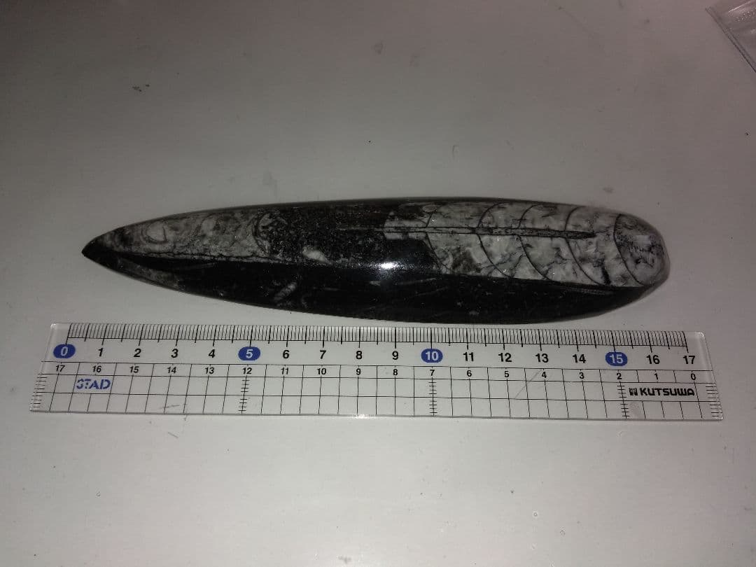 直角石　モロッコ・ブーティシュラ山産 化石