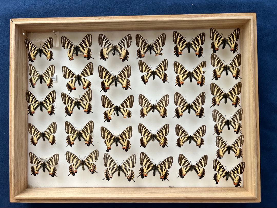 希少蝶の標本 ドイツ木製フレーム付き箱現状品のみ40x30x6cm