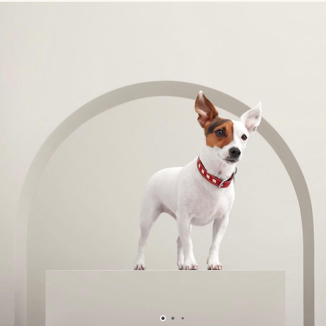 【新品未使用】エルメス　犬用首輪 《トレス》　M