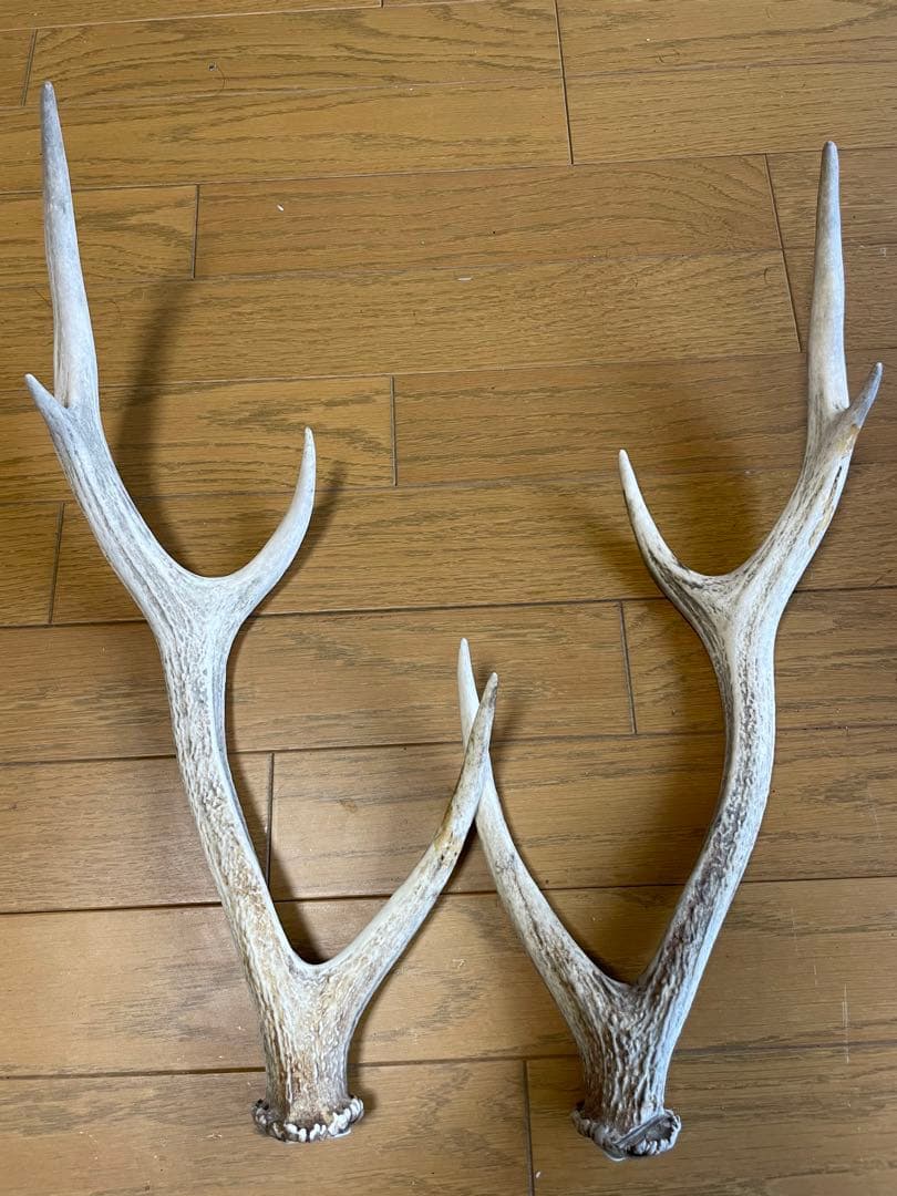 鹿　鹿の角　骨格標本　インテリア（C）