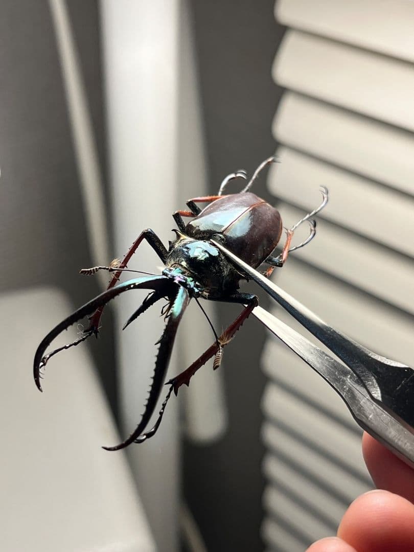 【PARATYPE】ホロメタリクスチリクワガタ 56mm シワバネクワガタ標本