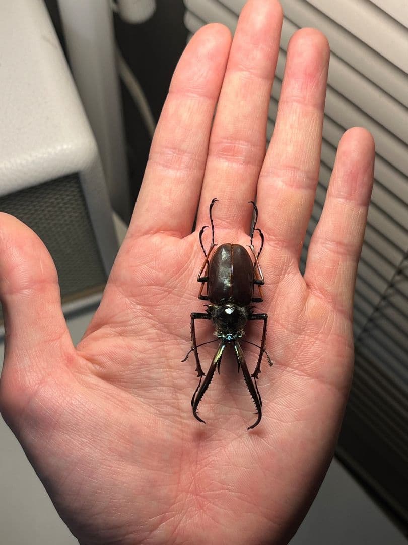 【PARATYPE】ホロメタリクスチリクワガタ 56mm シワバネクワガタ標本