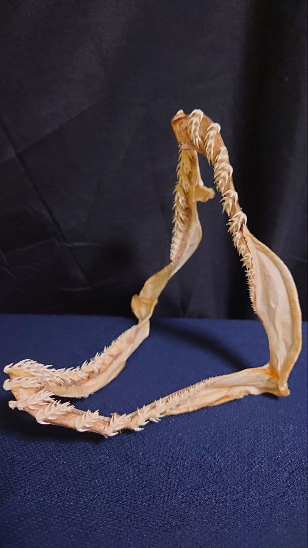 ラブカ（Chlamydoselachus anguineus）の顎骨標本