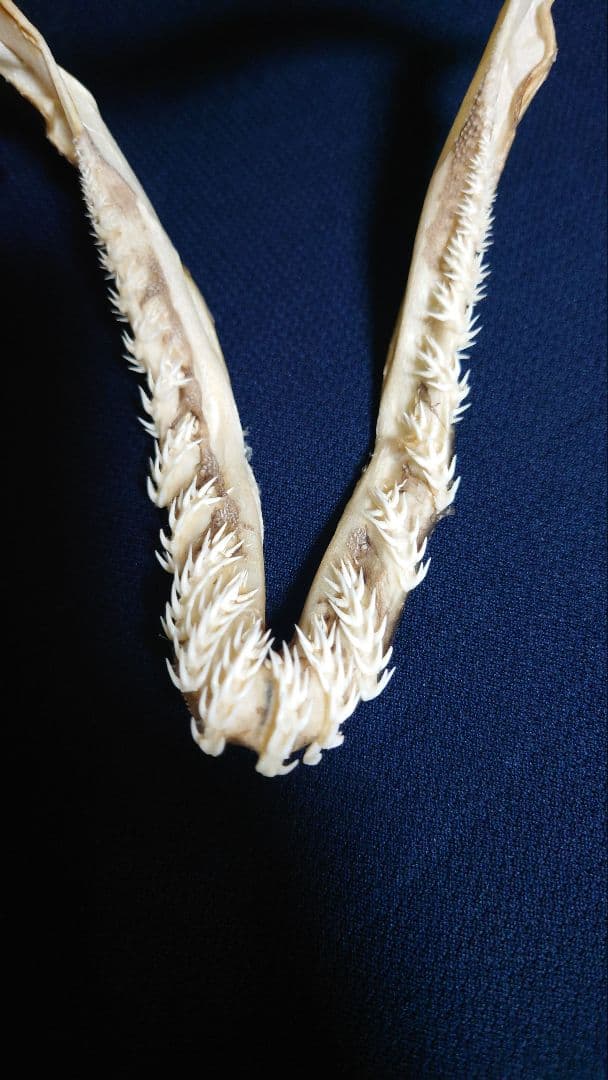 ラブカ（Chlamydoselachus anguineus）の顎骨標本