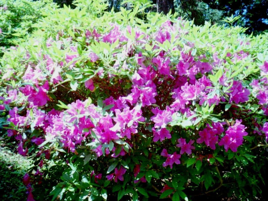 OLYMPUS PEN EE-2【実写済みの動作品です】